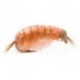 Bh Scud Light Orange