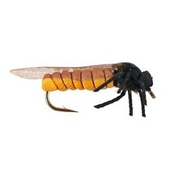 Stone Fly