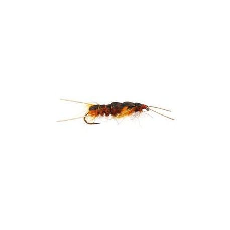 Giant Orange Stonefly