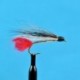 Black Nose Dace