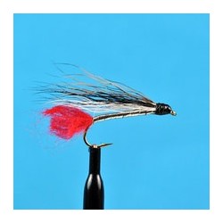 Black Nose Dace