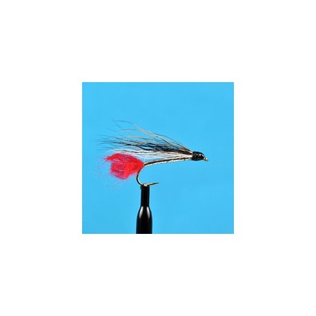 Black Nose Dace