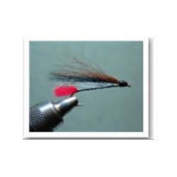 Black Nosed Dace