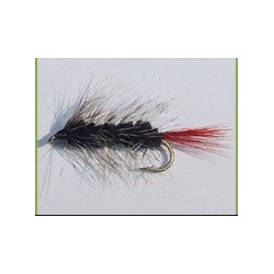 Black Woolyworm