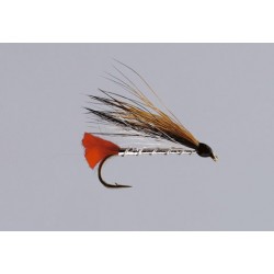 Black Nosed Dace