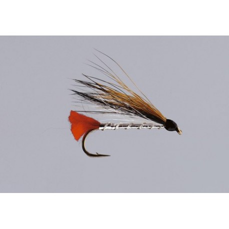 Black Nosed Dace